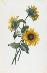 Study of Sunflowers, 1805